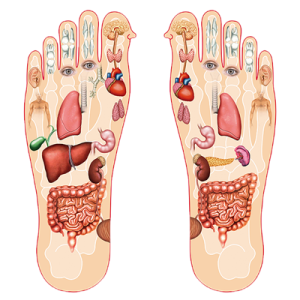 foot